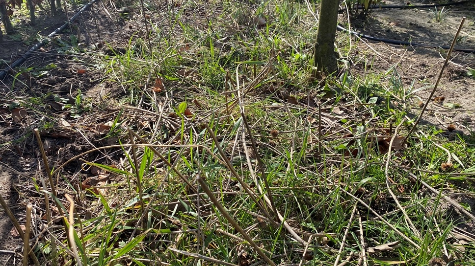 Zijn er veel grassen of wortelonkruiden ontwikkeld onder de bloemen, dan is het verstandig om deze aan te pakken.