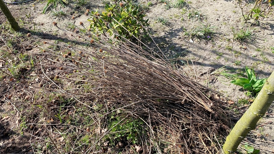 Handmatig afruimen van veldbloemen in een tuin, in de maand maart. 