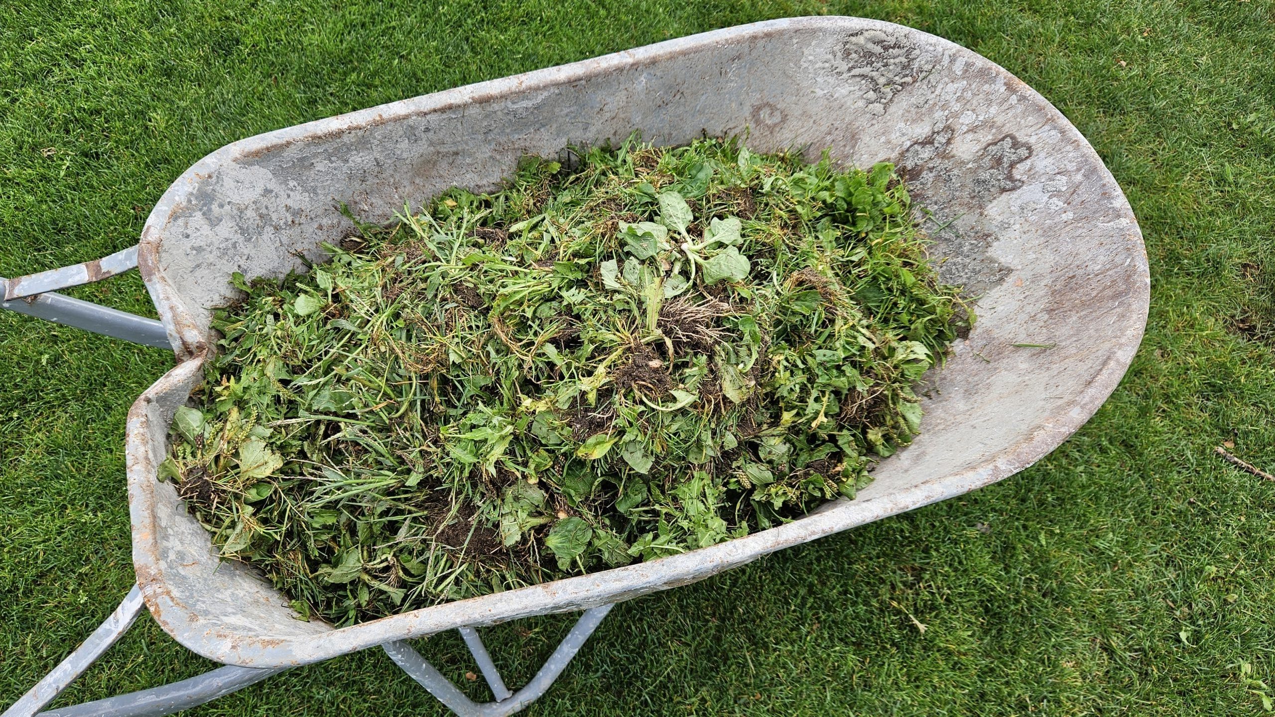 Verwijderde weegbree en onkruiden uit een sportveld in een kruiwagen