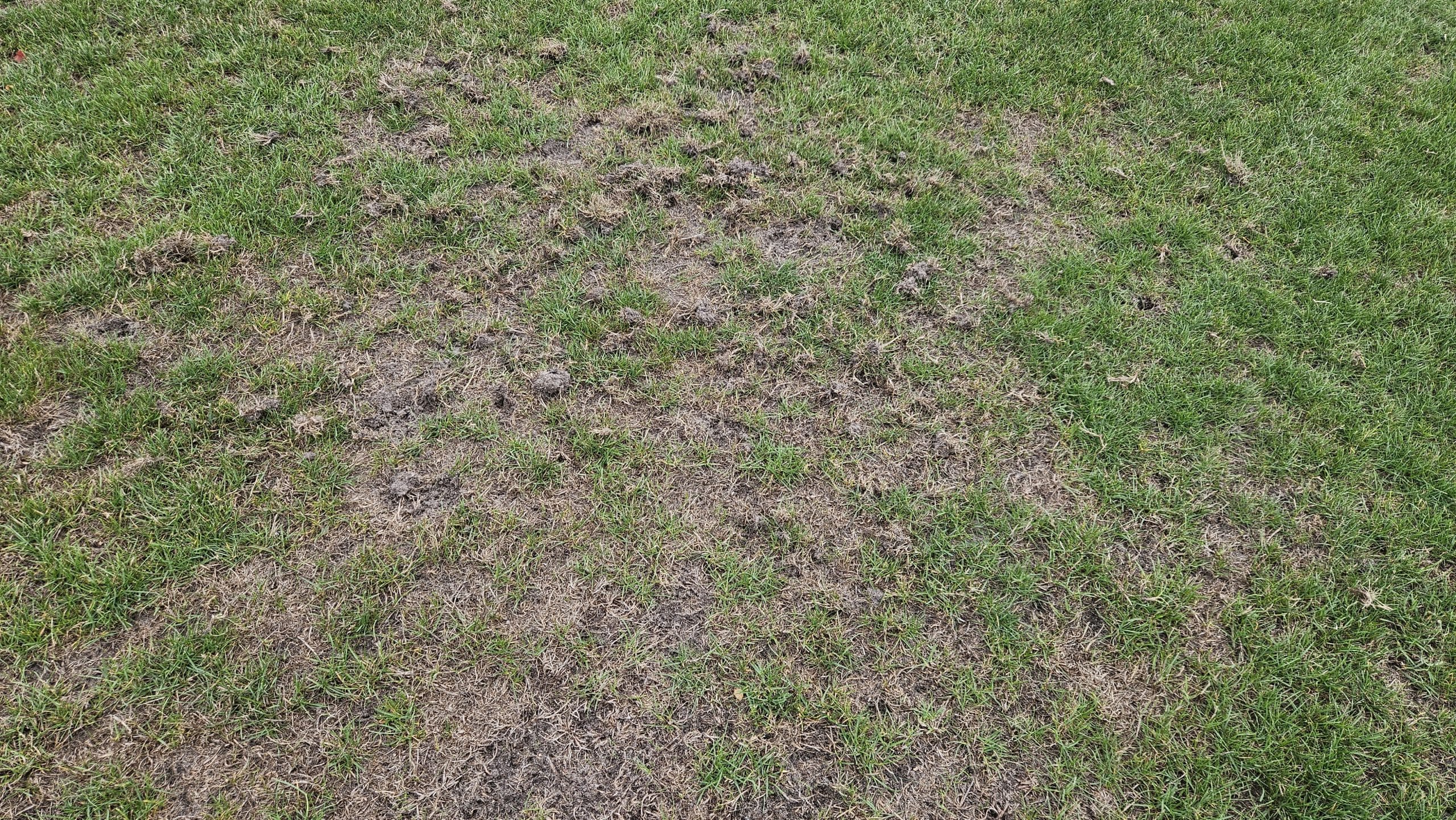 Uitgedroogde grasmat met vilt, vogelschade en open plekken op een sportveld