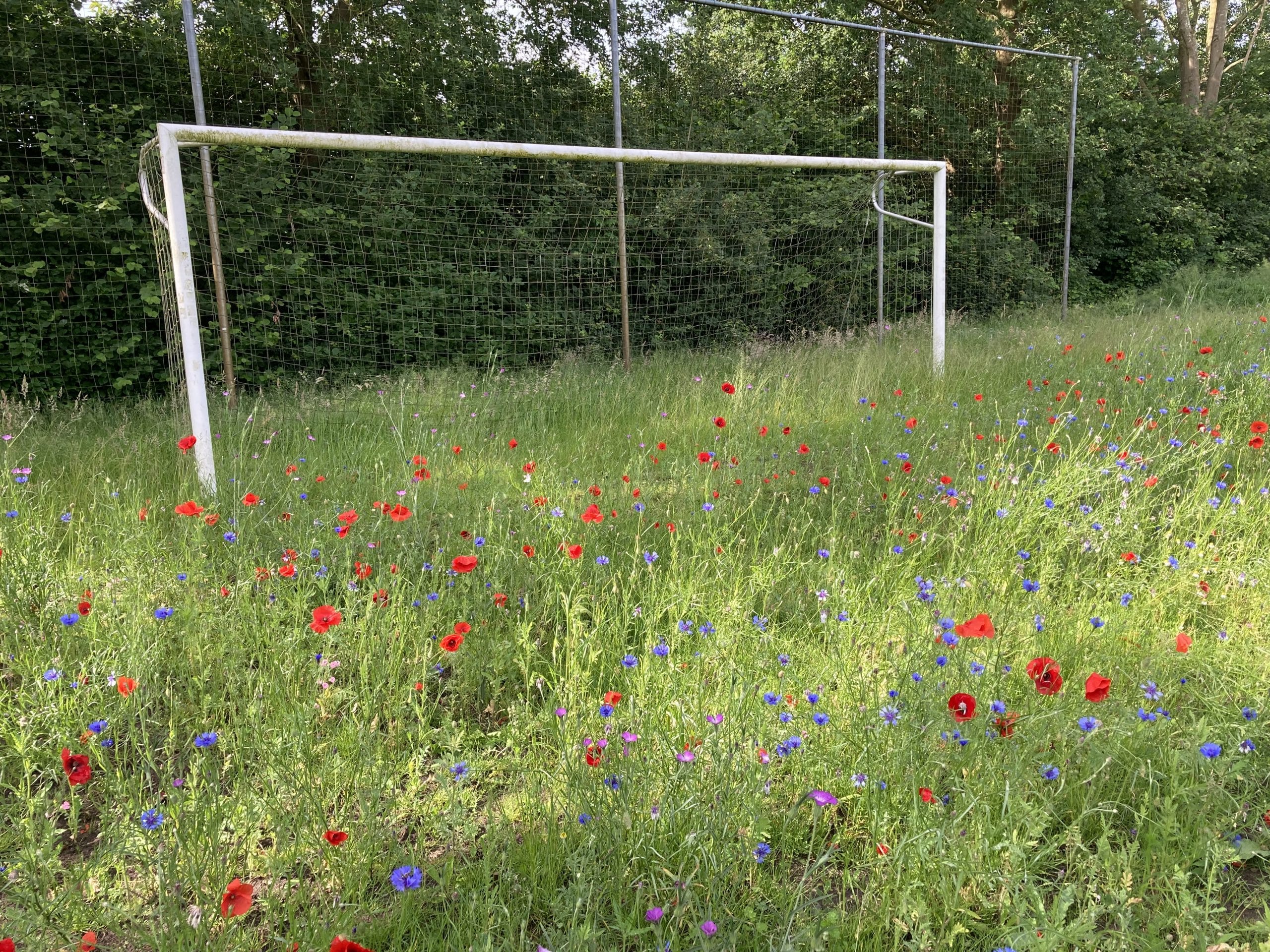 Bloemen en kruiden groeien rond voetbaldoel in Hellendoorn