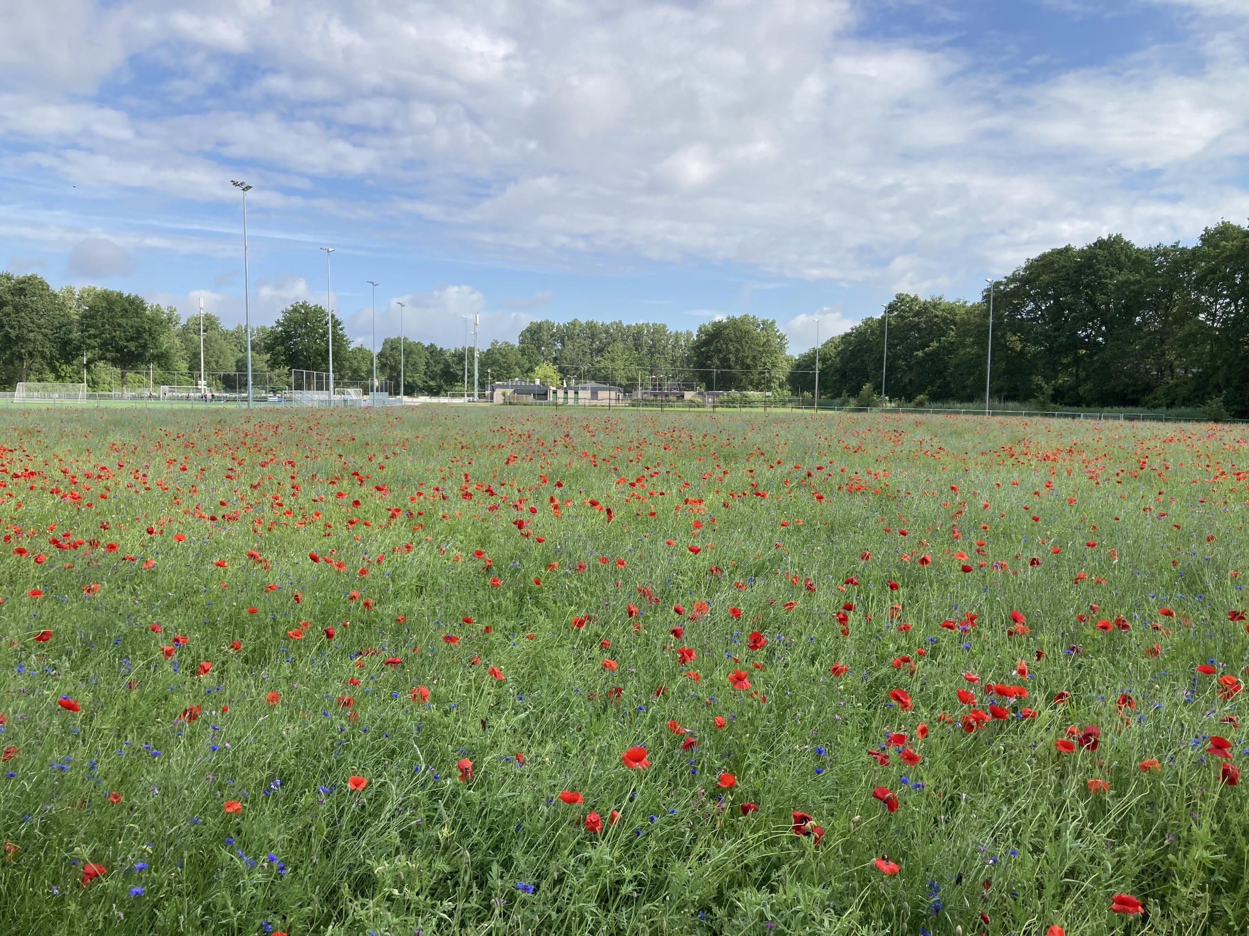 Kruidenrijk bloemenveld op voormalig sportveld in Hellendoorn