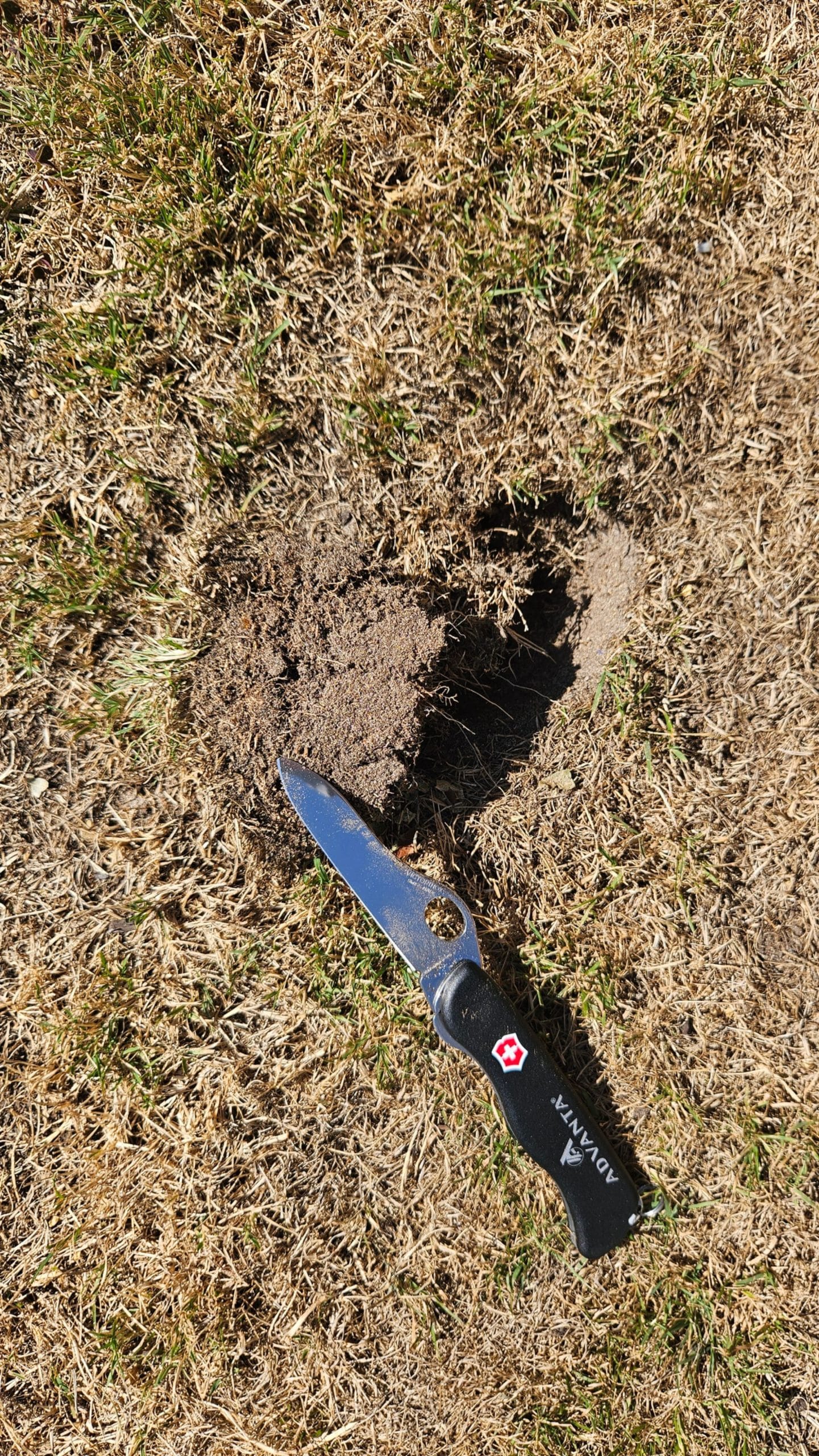Bodem controleren bij een door droogte beschadigd gazon