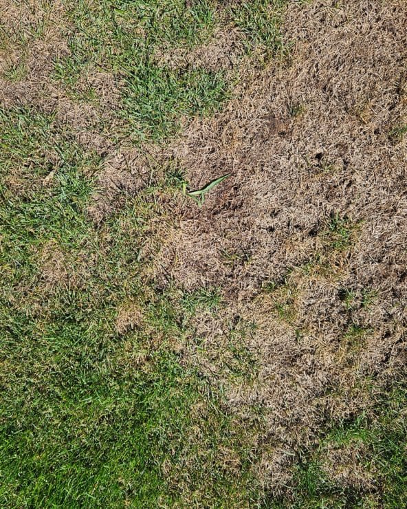 Groene en verdroogde delen in een beschadigd gazon
