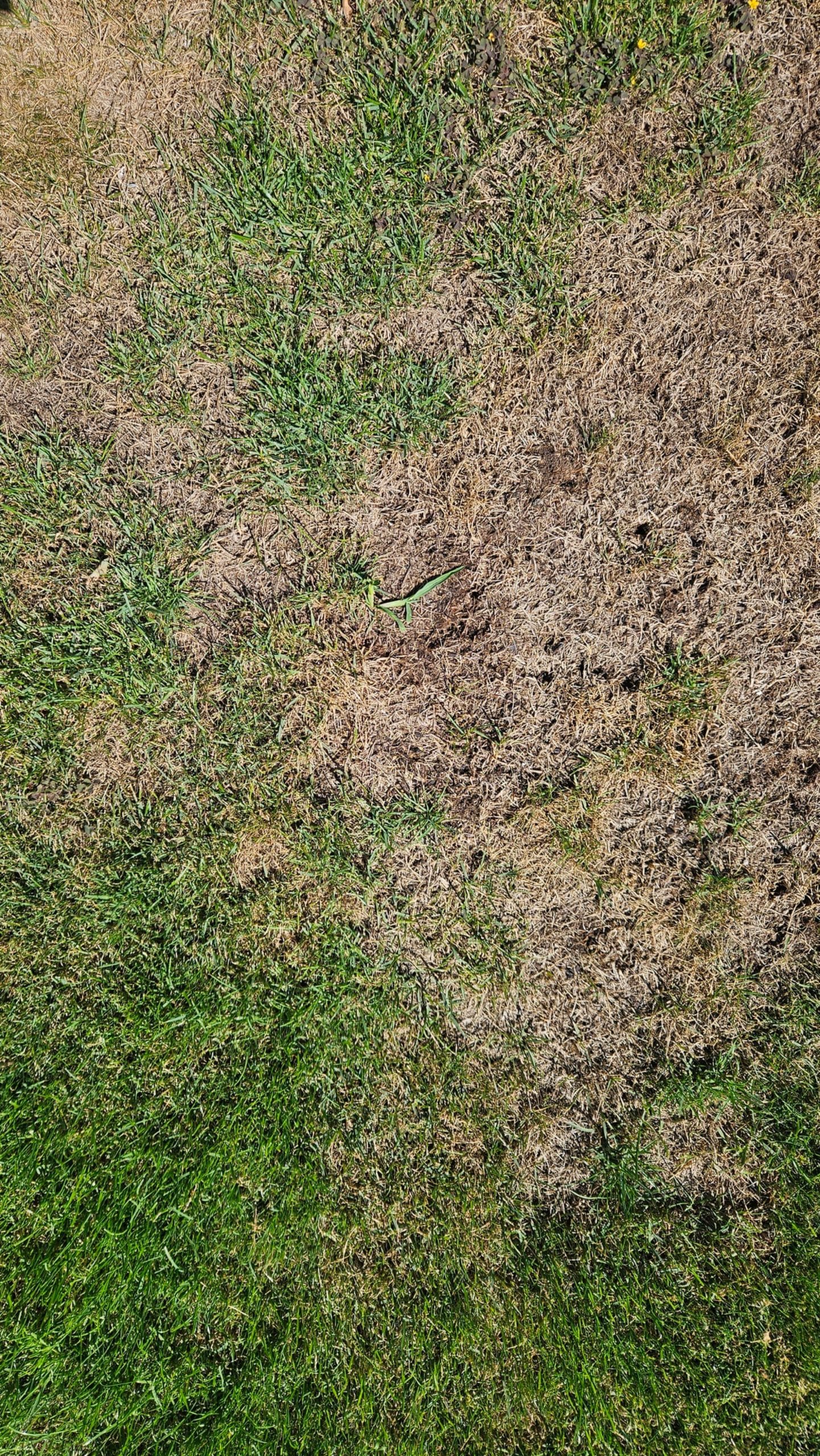 Groene en verdroogde delen in een beschadigd gazon