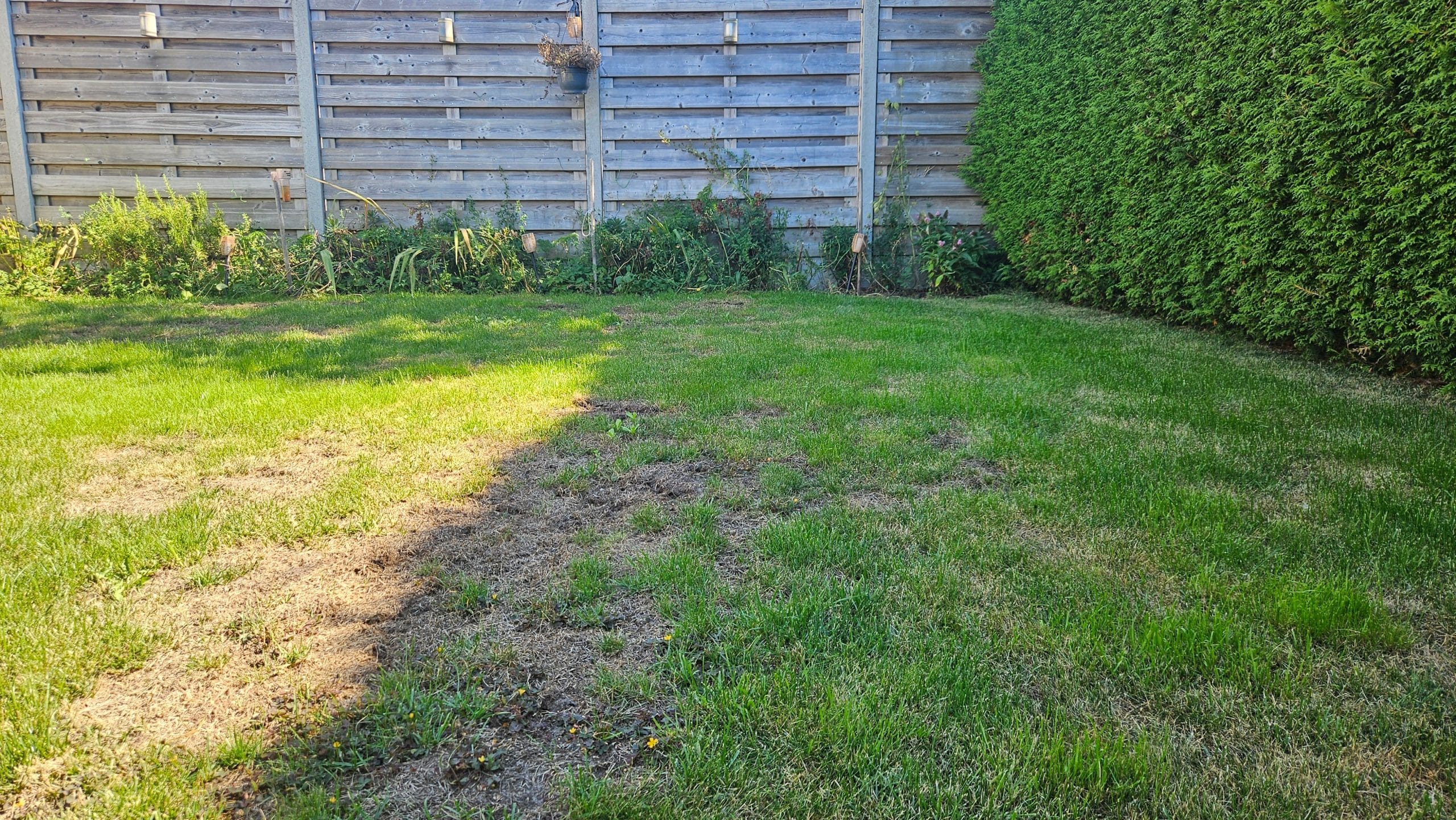 Uitgedund gazon met bruine plekken door droogte