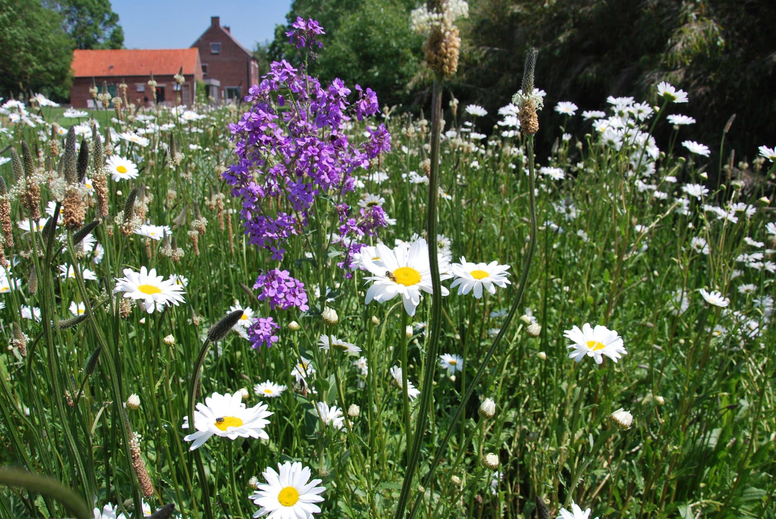 Meerjarig kleurrijk bloemenmengsel Classic met margrieten en paarse bloemen