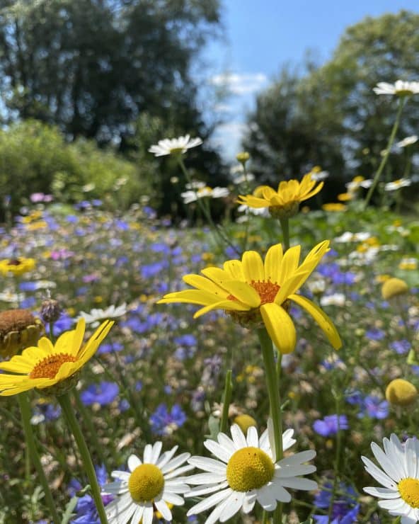 Kleurrijk meerjarig bloemenmengsel Classic met gele, witte en blauwe bloemen