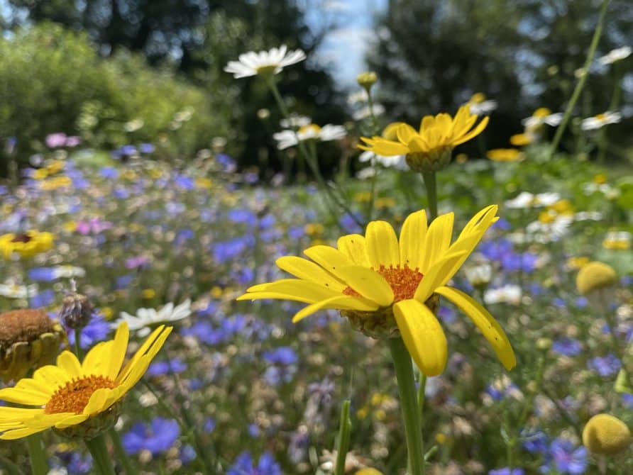 Kleurrijk meerjarig bloemenmengsel Classic met gele, witte en blauwe bloemen